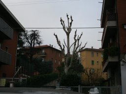 Potatura degli alberi